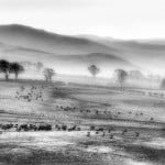 Cheviot Hills