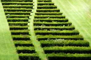 Shaded hedge and path