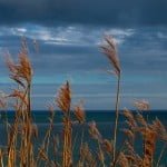 seascape coldingham