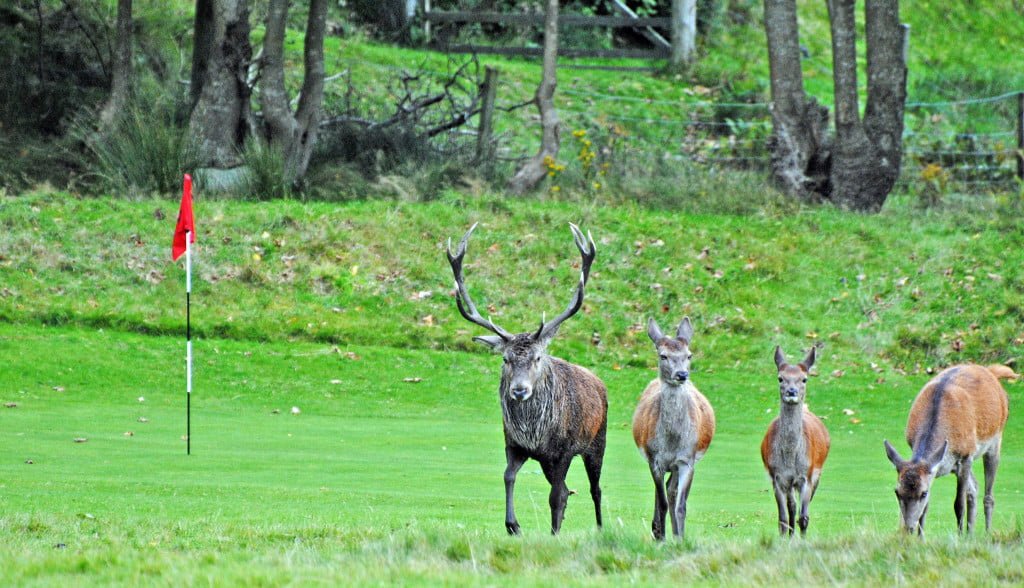 Deer on Arran 2012. Published in middle pages of Daily Record 2012