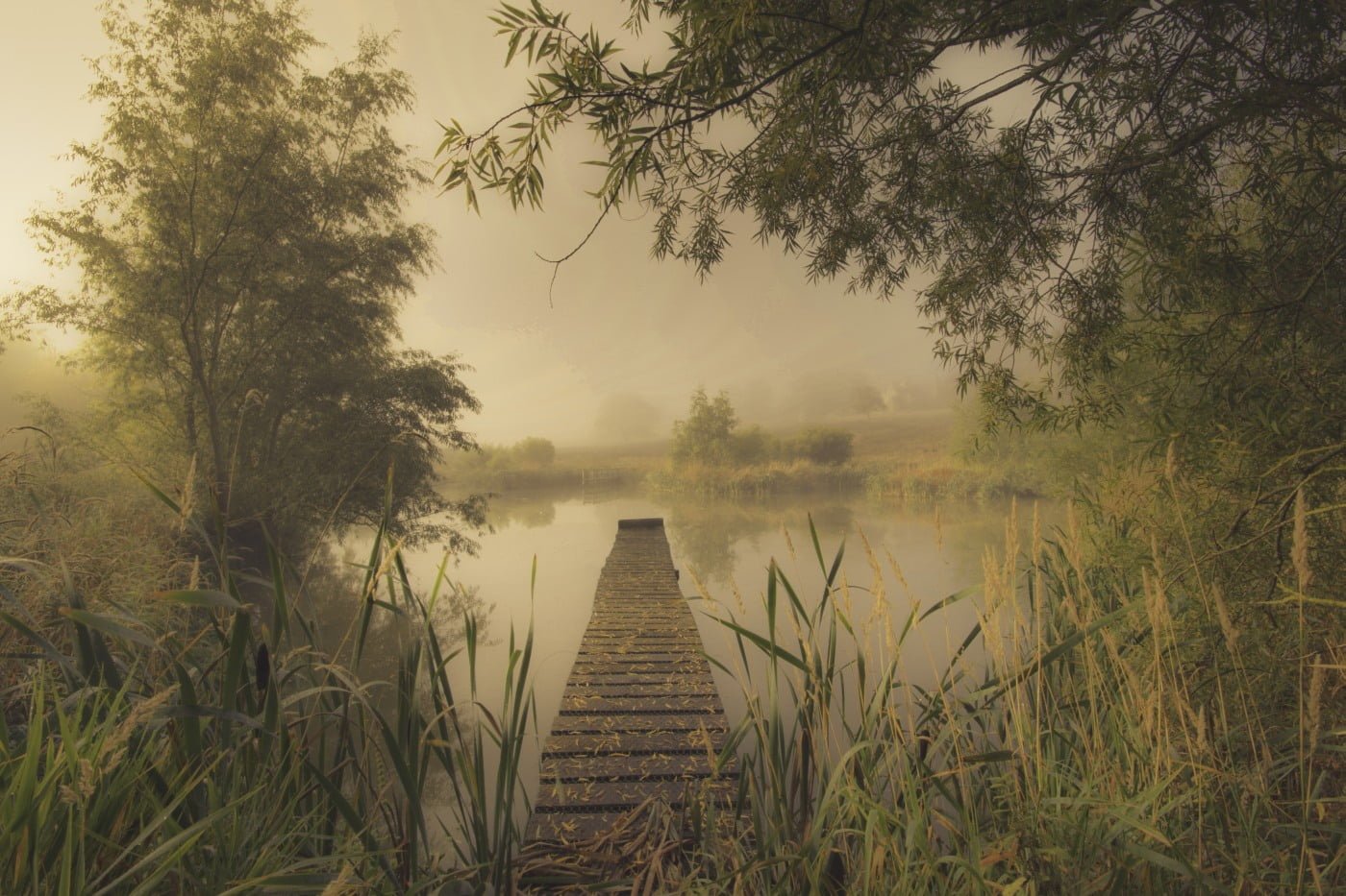 Mist over Pond