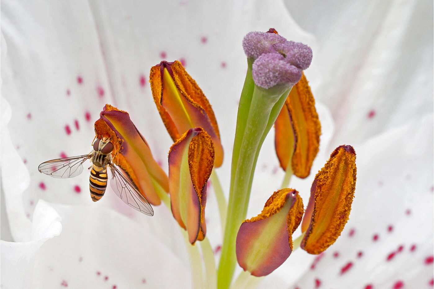Lily and hoverfly