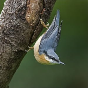 NuthatchPhoto by Walter Turnbull