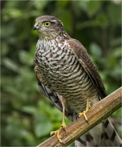 Sparrowhawk Photo by Walter Turnbull