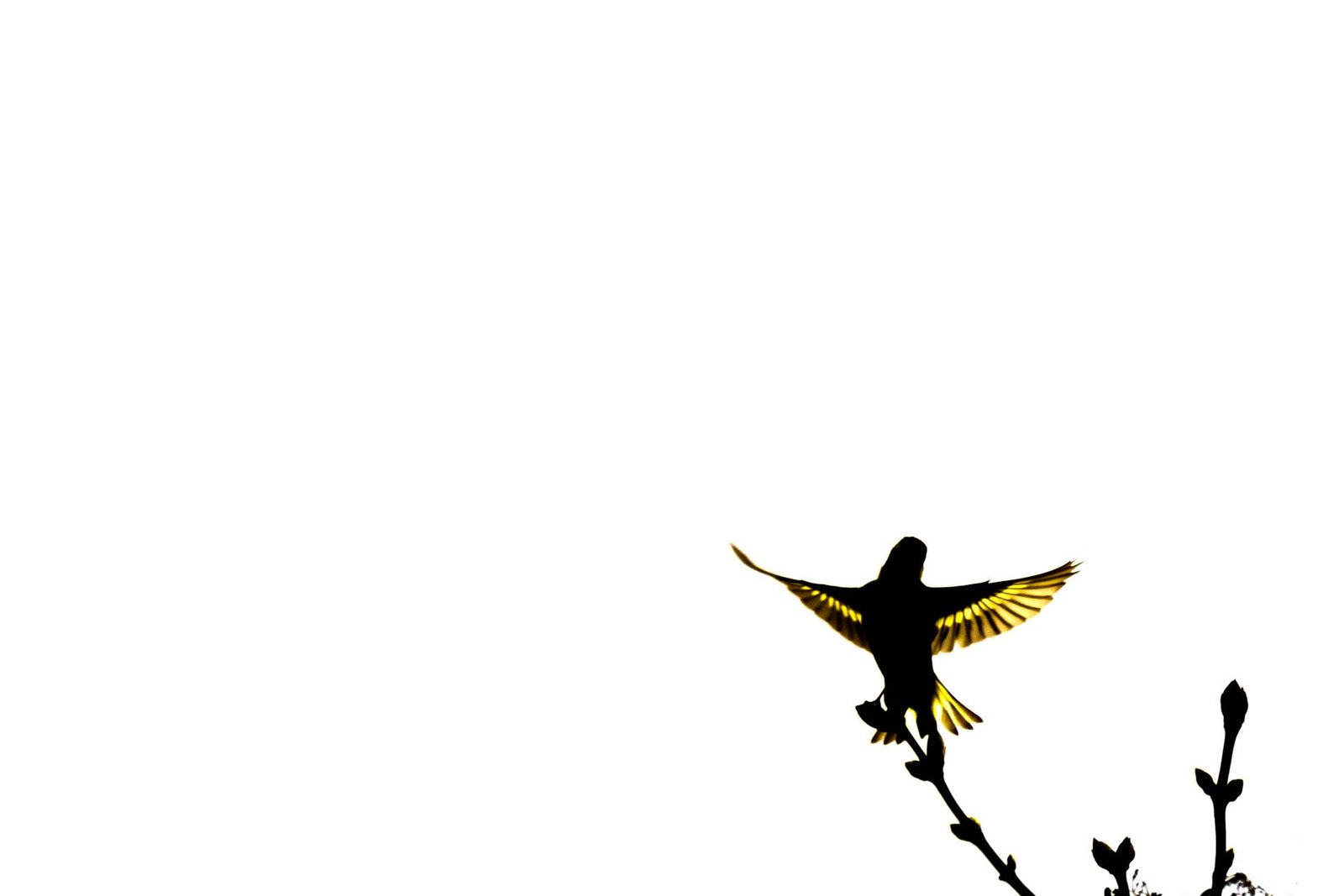 2 Siskin Minimalist